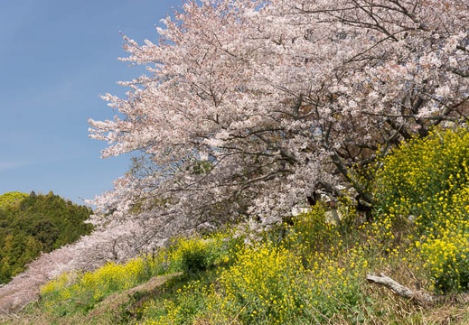 201404071018-DSC01981.jpg