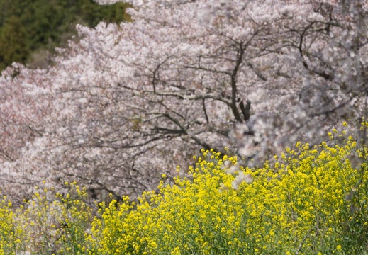 201404071020-DSC01988.jpg