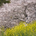 201404071020-DSC01988.jpg