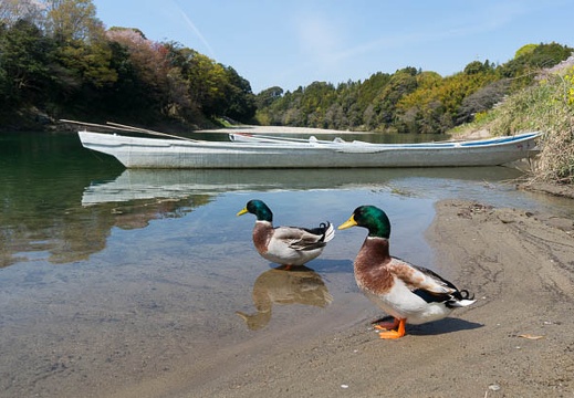 201404071023-DSC03135N.jpg