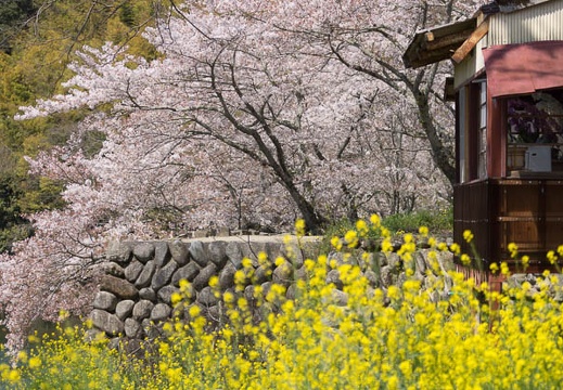 201404071027-DSC02000.jpg
