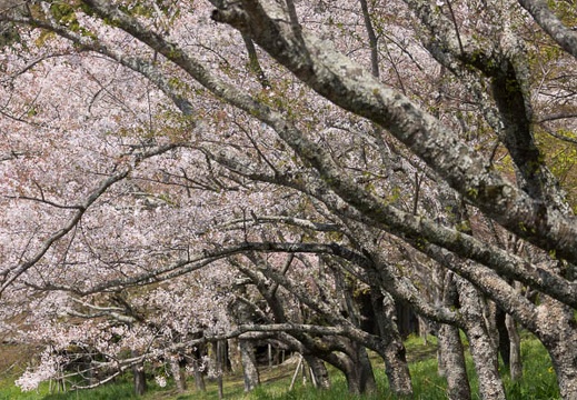 201404071032-DSC02006.jpg