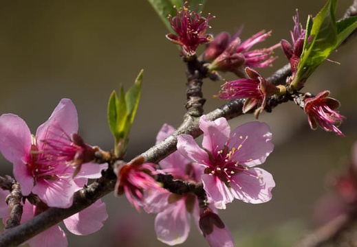 201404071040-DSC02013.jpg