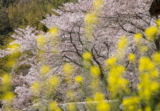 201404071046-DSC02026.jpg