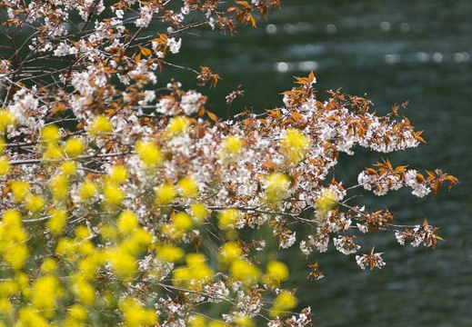 201404071050-DSC02045.jpg
