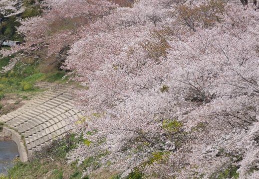 201404071224-DSC02147.jpg