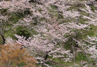 201404071225-DSC02153.jpg