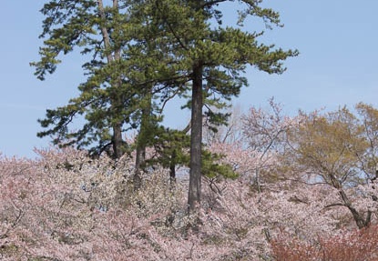 201404071225-DSC02155.jpg