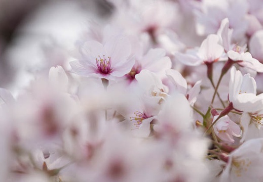 201404071443-DSC02191.jpg