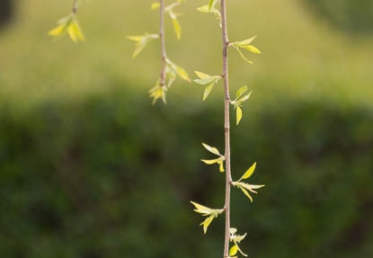 201404071532-DSC02281.jpg