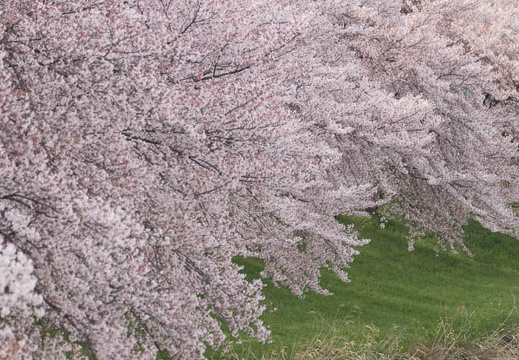 201404071604-DSC02342.jpg
