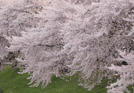 201404071613-DSC02352.jpg