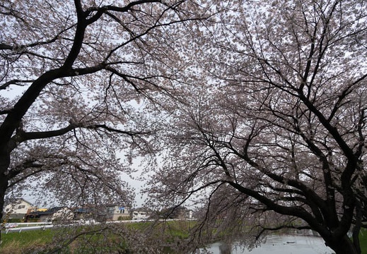 201404071619-DSC03457N.jpg