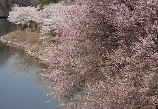 201404080924-DSC02624.jpg