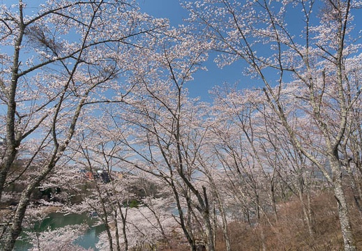 201404081011-DSC03673N.jpg