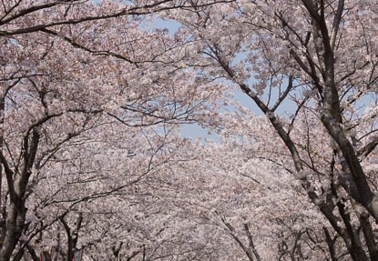 201404091054-DSC03013.jpg