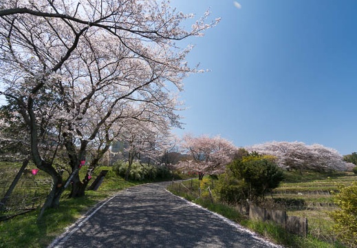 201404091252-DSC04127N.jpg