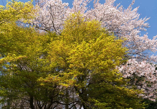 201404091324-DSC04191N.jpg