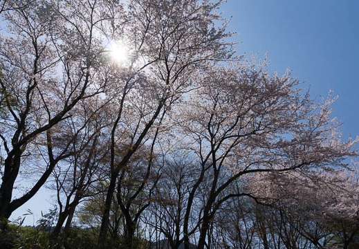 201404091329-DSC04213N.jpg