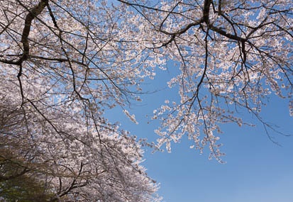 201404091332-DSC04220N.jpg