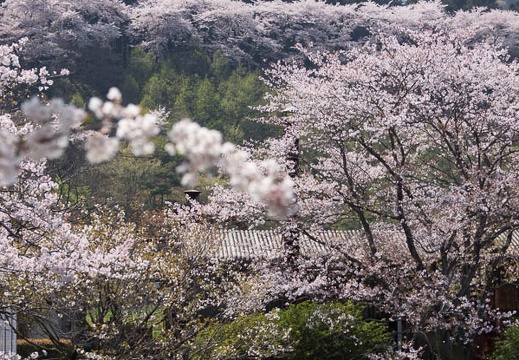 201404091337-DSC03279.jpg