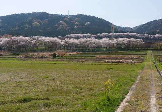 201404091351-DSC04301N.jpg