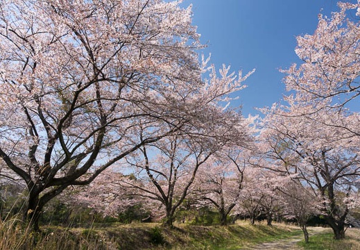 201404091404-DSC04311N.jpg