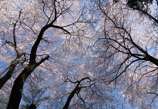 201404091434-DSC04372N.jpg