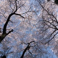 201404091434-DSC04372N.jpg
