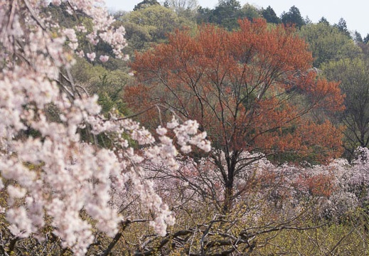 201404101008-DSC03372.jpg