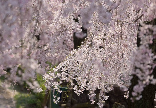 201404101012-DSC03382.jpg