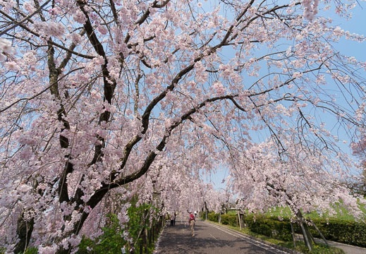 201404101014-DSC04449N.jpg