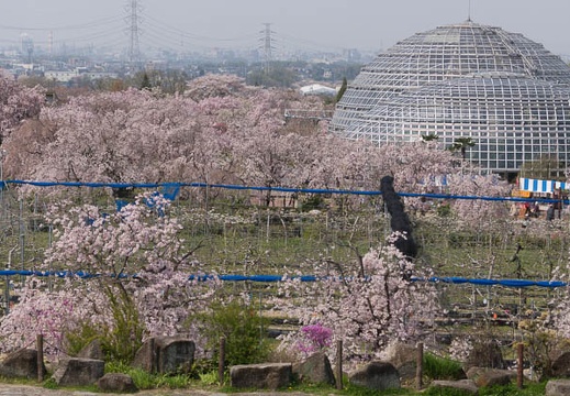 201404101038-DSC03431.jpg