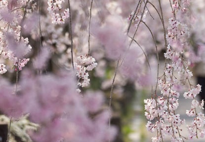 201404101048-DSC03469.jpg