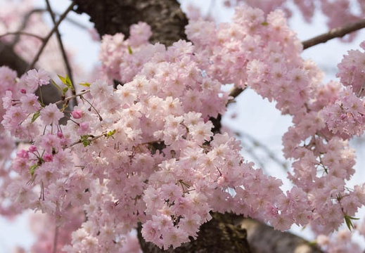201404101100-DSC03508.jpg
