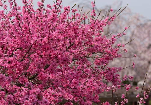 201404101110-DSC03524.jpg