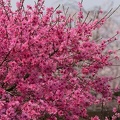 201404101110-DSC03524.jpg