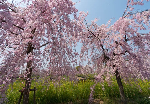 201404101116-DSC04552N.jpg