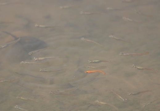 201404101129-DSC03551.jpg