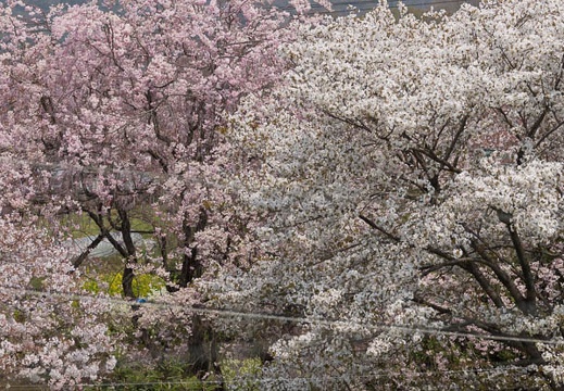 201404101145-DSC03589.jpg