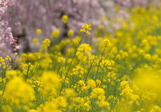 201404101150-DSC03606.jpg