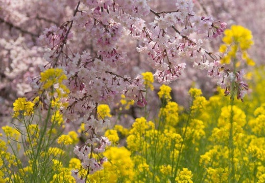 201404101150-DSC03609.jpg