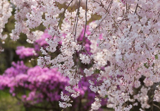 201404101208-DSC03635.jpg