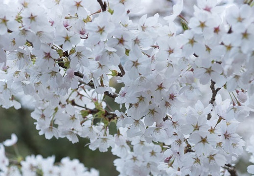 201404111702-DSC03742.jpg