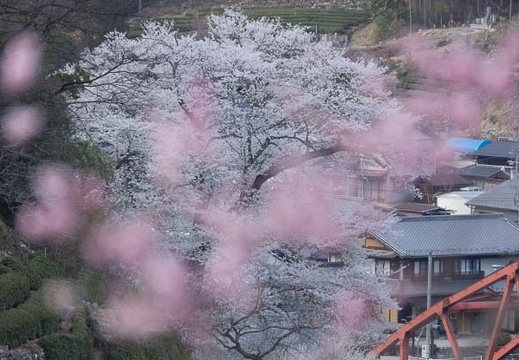 201404111720-DSC03799.jpg