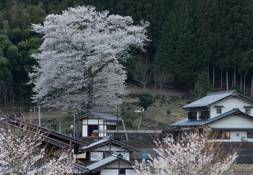 201404111737-DSC03849.jpg