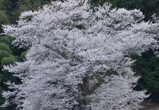 201404111739-DSC03857.jpg