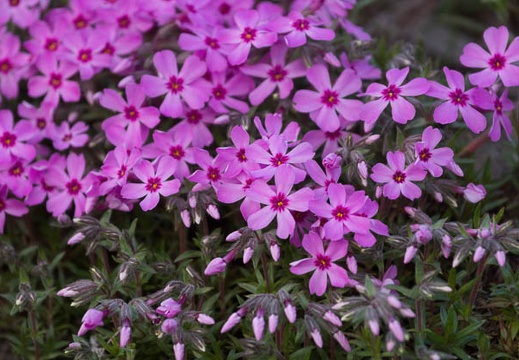 201404111744-DSC03872.jpg
