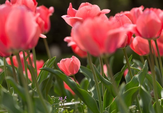 201404121209-DSC04023.jpg