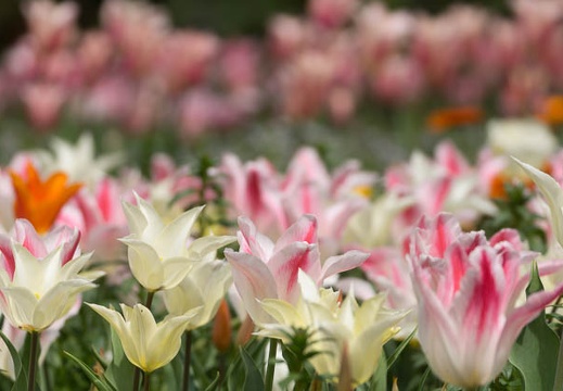 201404121229-DSC04074.jpg